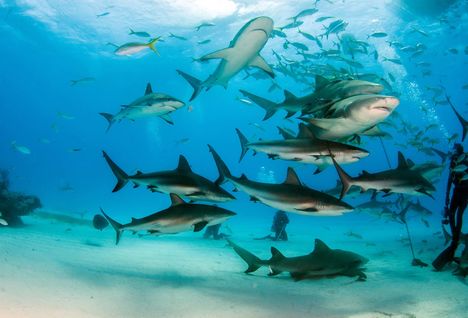 Sharks in the Bahamas