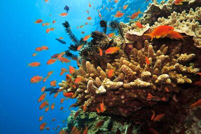 Coral and fish