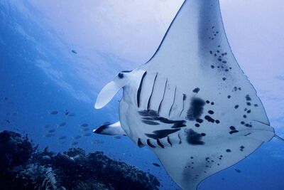 Manta spot pattern