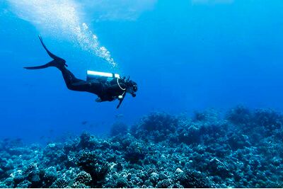 Learn to dive