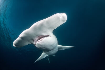 Hammerhead cephalofoil