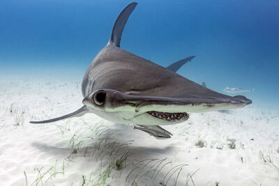 Hammerhead eyes