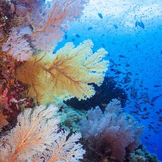 coral reef