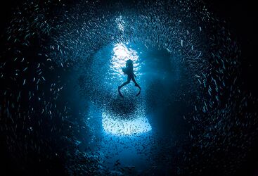 Diving through school of fish