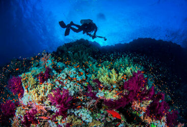 Egypt Diving