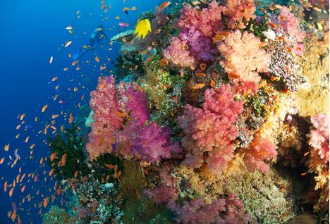 coral reef