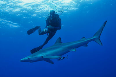 Azores diving