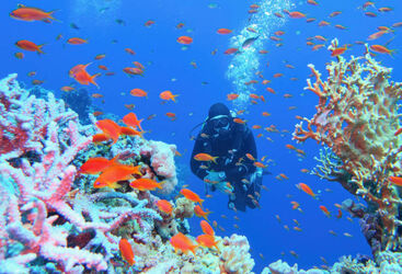 Diving in Australia