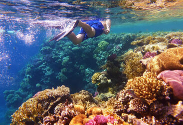 Diver in water