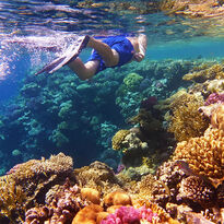 Diver in water