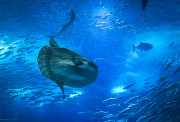 Mola Mola