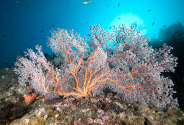 Bali Diving