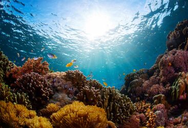 coral reef