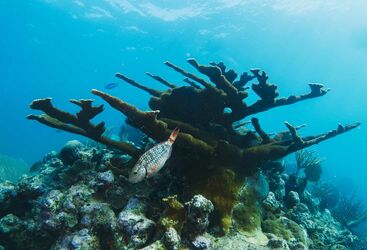 Macro Diving in Mexico