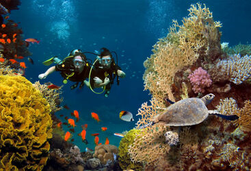 Maldives diving