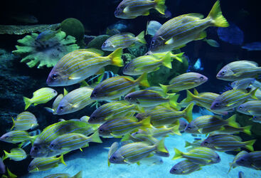 Palau Diving