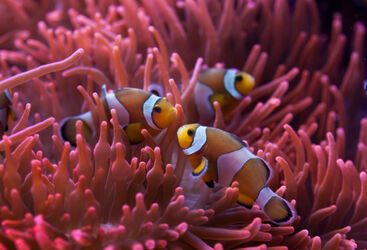 Australia Diving