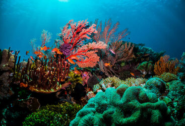 Indonesia Diving