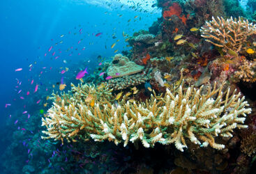 Philippines Coral