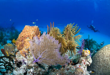 Bahamas Coral