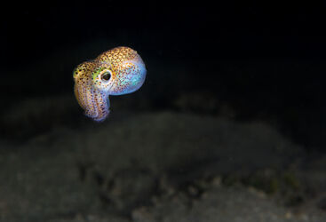 Muck diving Fiji
