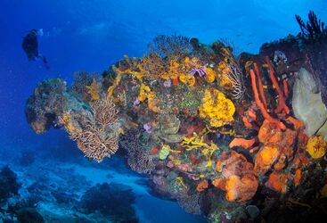 Coral in Mexico