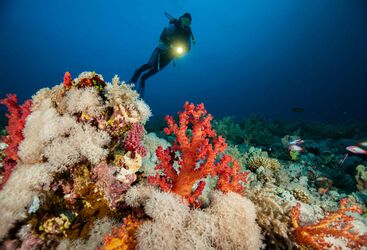 Coral in Mozambique