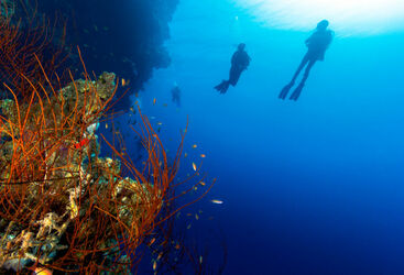 Belize Beginner Diving