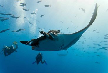 Underwater photograph of a manta ray and shoal of fish