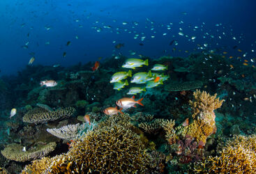 Tanzania diving