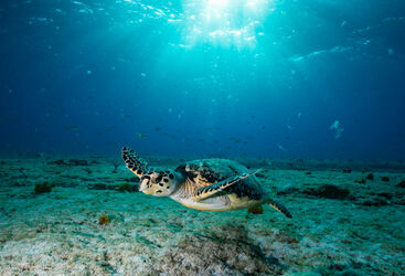 Turtle in Oman