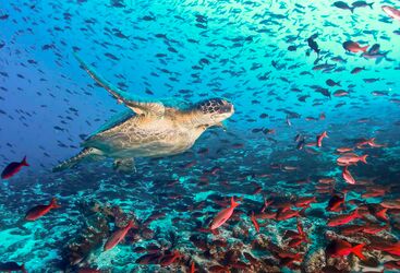 Drift diving in the Galapagos