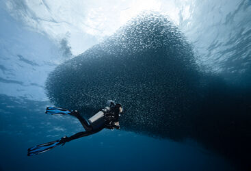 Sardine school