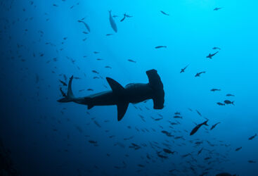 Cocos Island
