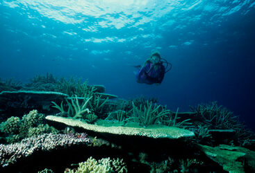 Fiji Drift Diving