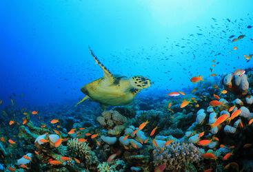 Turtle on the reef
