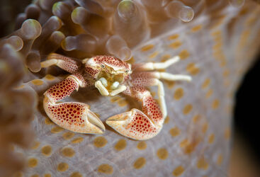Porcelain Crab