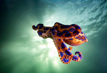Blue Ringed Octopus