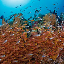 Fish on Reef