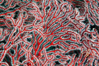 coral