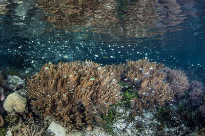 coral reef