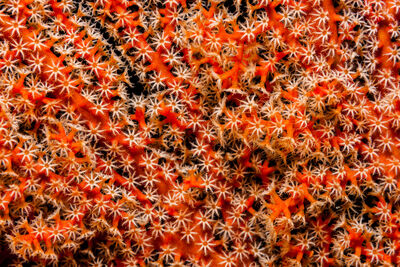 red coral feeding