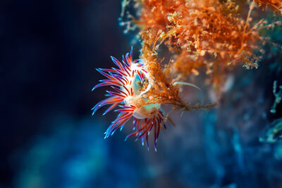 Nudibranch