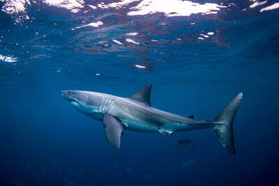 Great White Shark