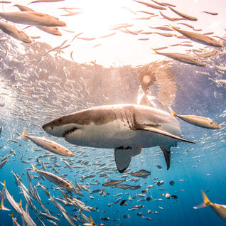 Great White Shark