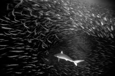 Bait ball and shark