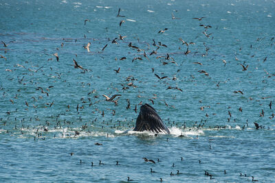 Bait ball and whale
