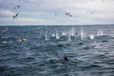 Birds diving on bait ball