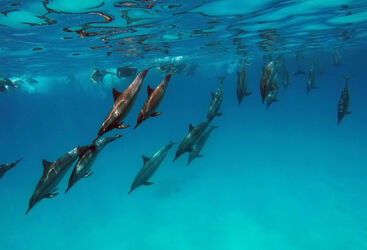 dolphins