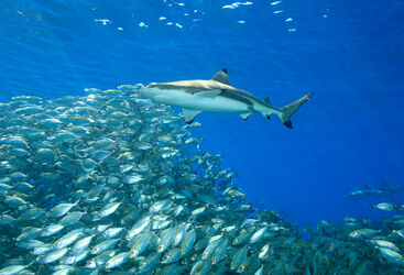 shark and fish